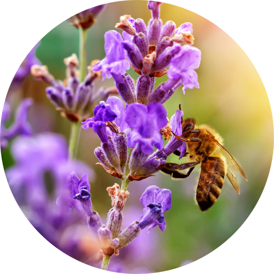 French Fine Lavender Essential Oil